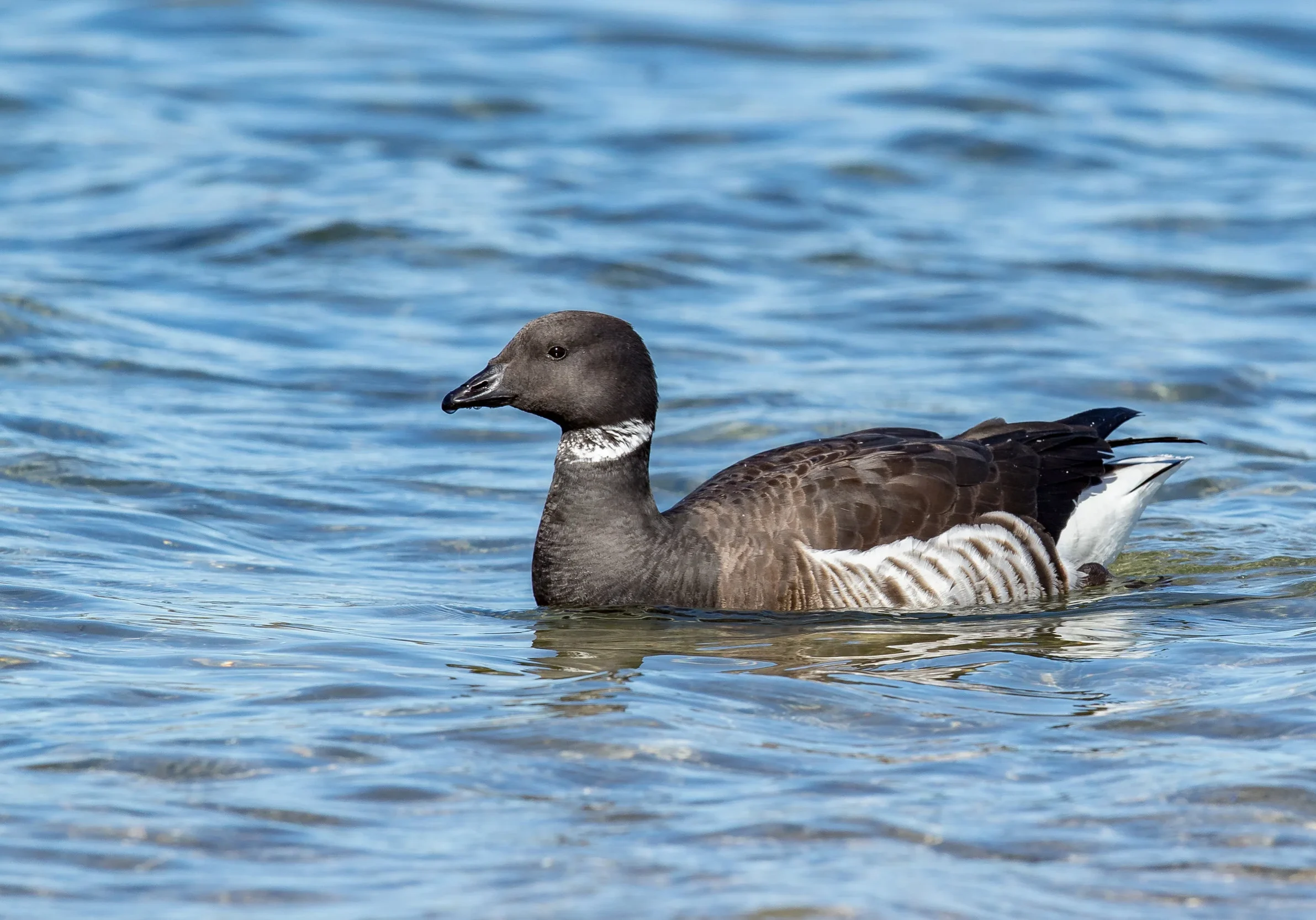 Black Brant