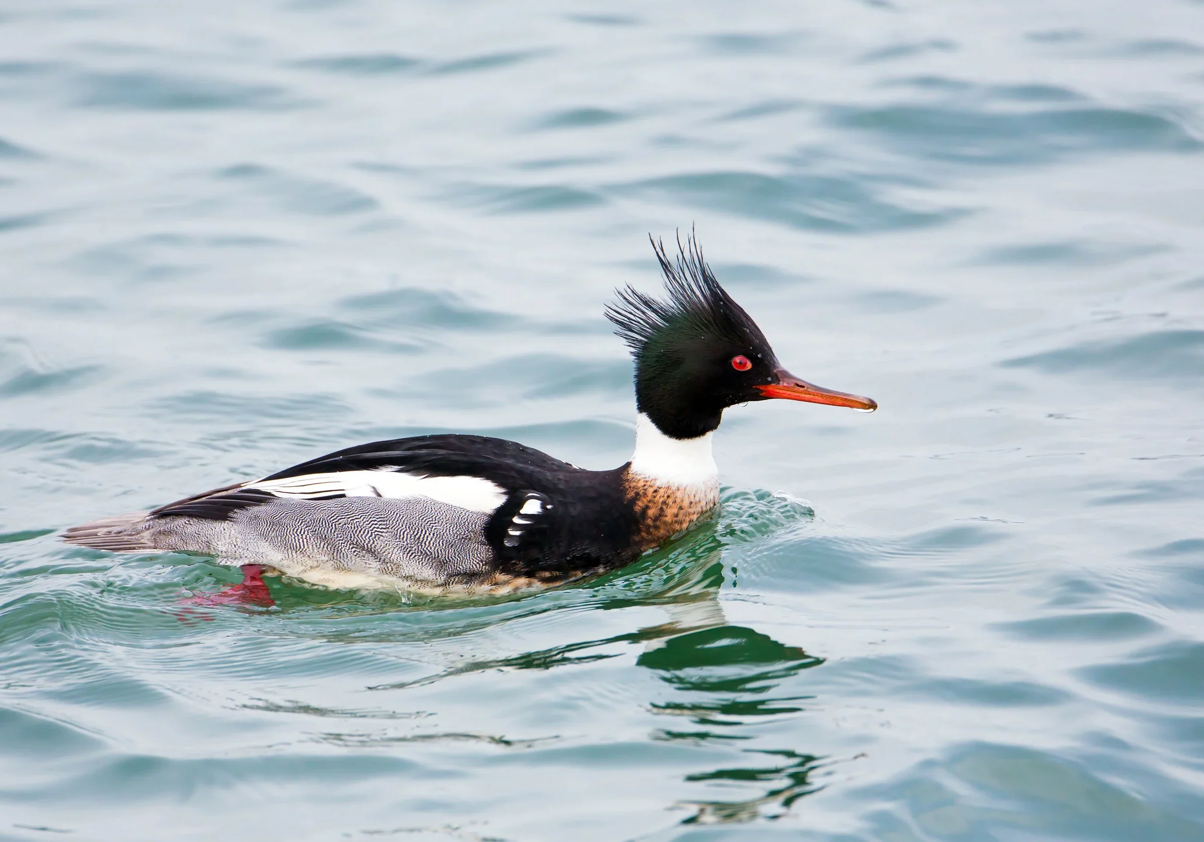 Red-Breasted Merganser