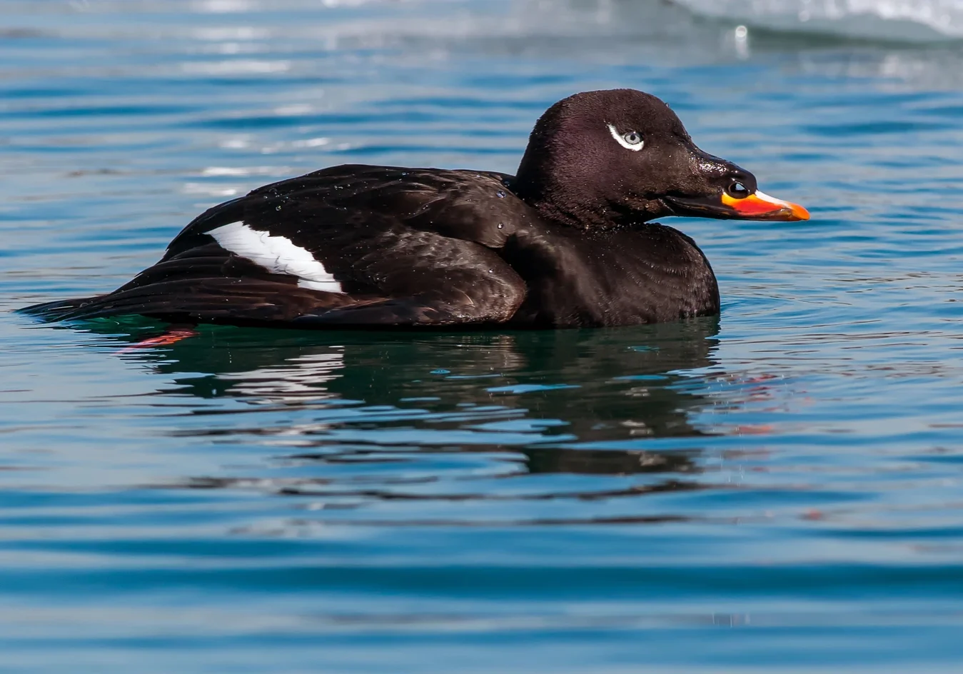White-Winged Scoter