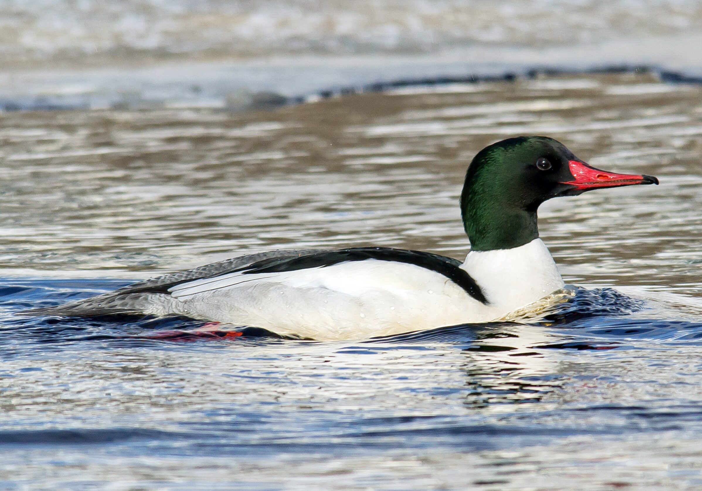 merganser